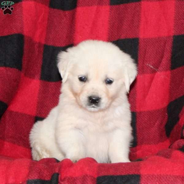 Trixie, English Cream Golden Retriever Puppy